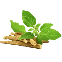 अश्वगंधा
